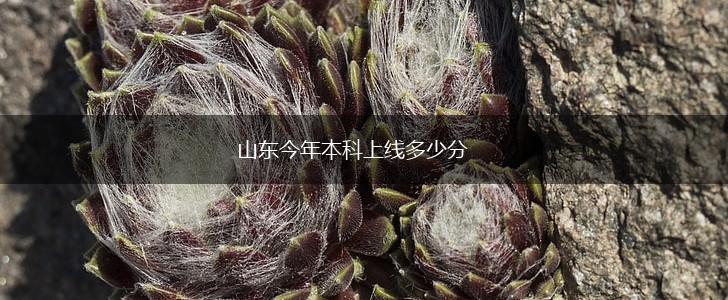 山东今年本科上线多少分,第1张