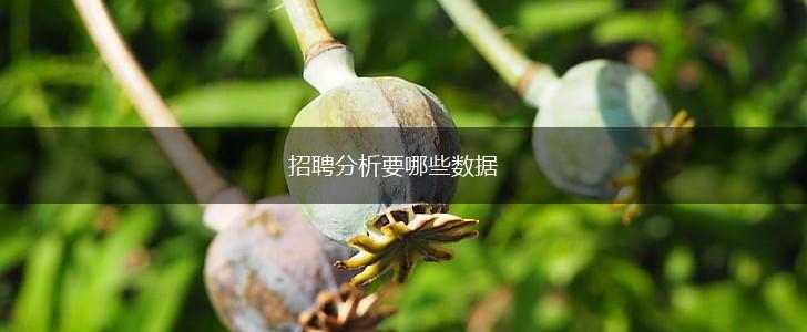 招聘分析要哪些数据,第1张