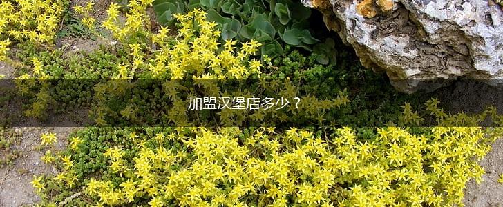 加盟汉堡店多少？,第1张