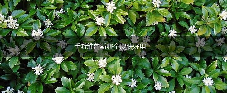 手游维鲁斯哪个皮肤好用,第1张