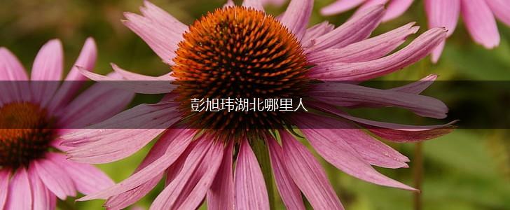 彭旭玮湖北哪里人,第1张