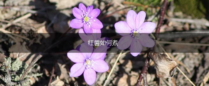 红薯如何煮,第1张