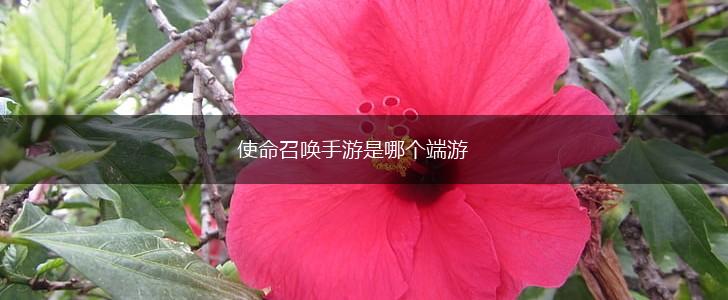 使命召唤手游是哪个端游,第1张
