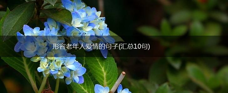 形容老年人爱情的句子(汇总10句),第1张