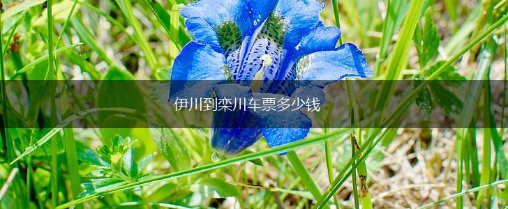 伊川到栾川车票多少钱,第1张