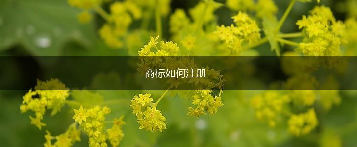 商标如何注册,第1张