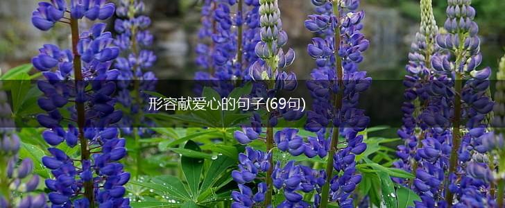 形容献爱心的句子(69句),第1张