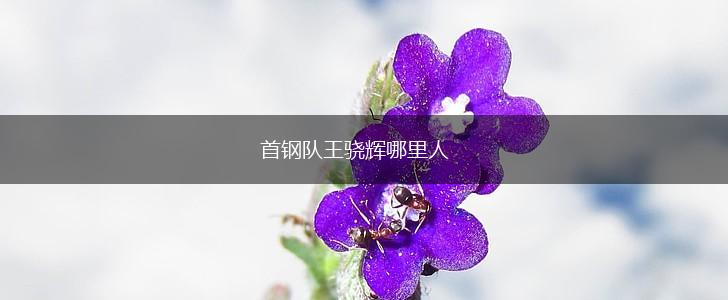 首钢队王骁辉哪里人,第1张