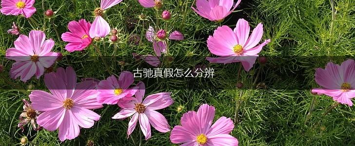古驰真假怎么分辨,第1张