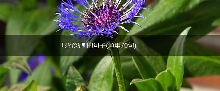 形容汤圆的句子(通用70句),第1张