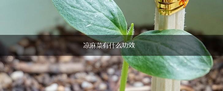 凉麻菜有什么功效,第1张