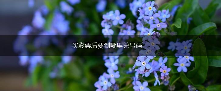 买彩票后要到哪里兑号码,第1张
