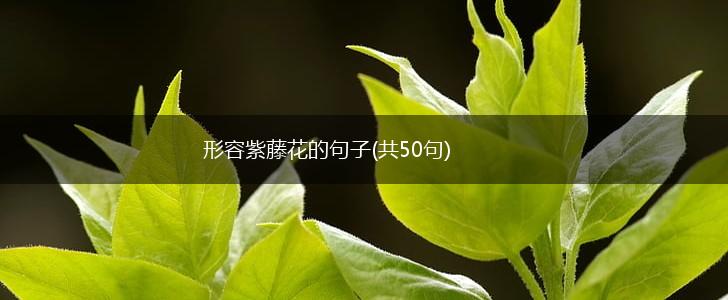 形容紫藤花的句子(共50句),第1张
