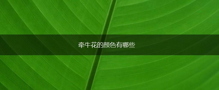 牵牛花的颜色有哪些,第1张