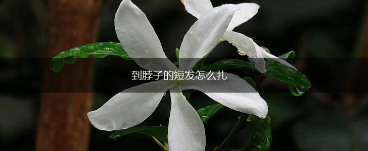 到脖子的短发怎么扎,第1张