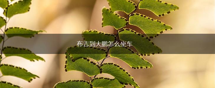 布吉到大鹏怎么坐车,第1张