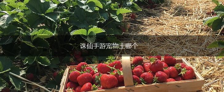 诛仙手游宠物主哪个,第1张