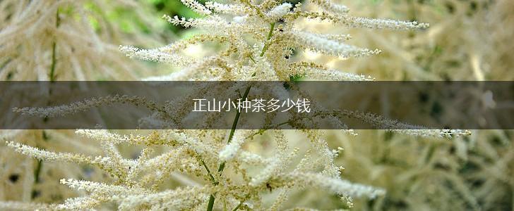正山小种茶多少钱,第1张