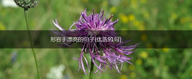 形容手漂亮的句子(优选91句),第1张