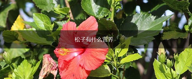 松子有什么营养,第1张