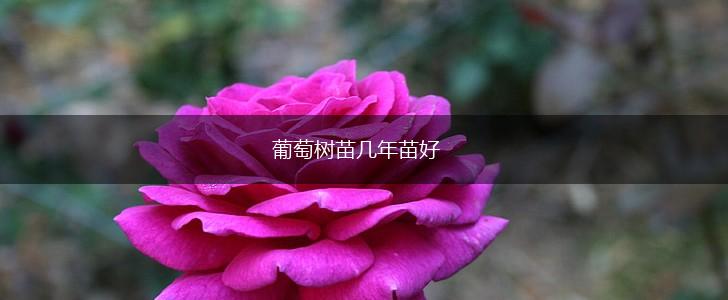 葡萄树苗几年苗好,第1张