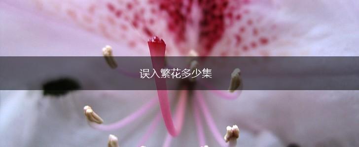 误入繁花多少集,第1张