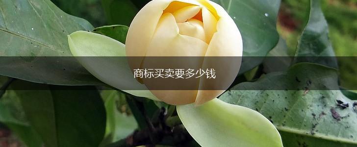 商标买卖要多少钱,第1张