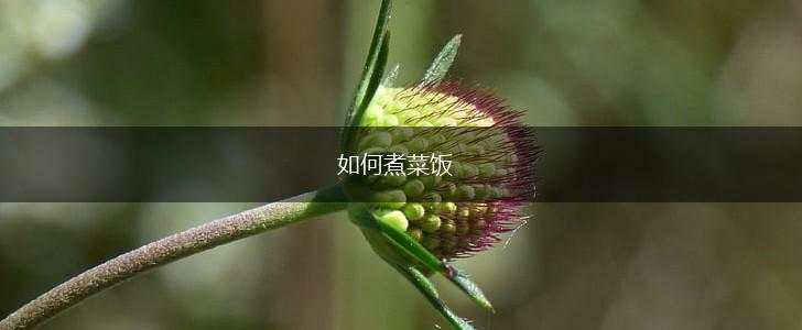 如何煮菜饭,第1张