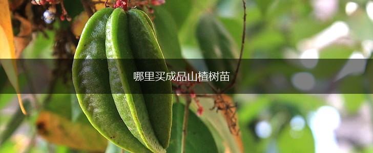 哪里买成品山楂树苗,第1张