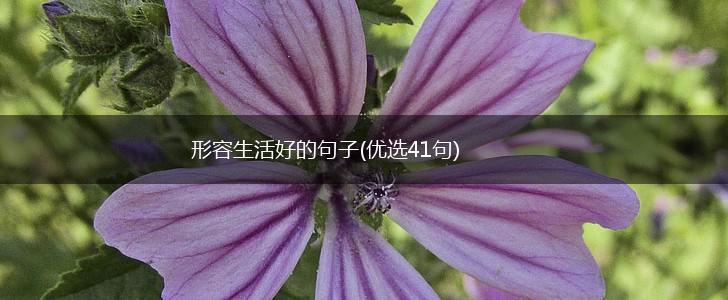 形容生活好的句子(优选41句),第1张