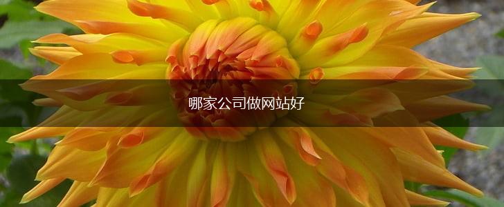哪家公司做网站好,第1张