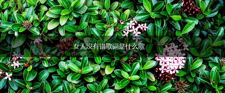 女人没有错歌词是什么歌,第1张