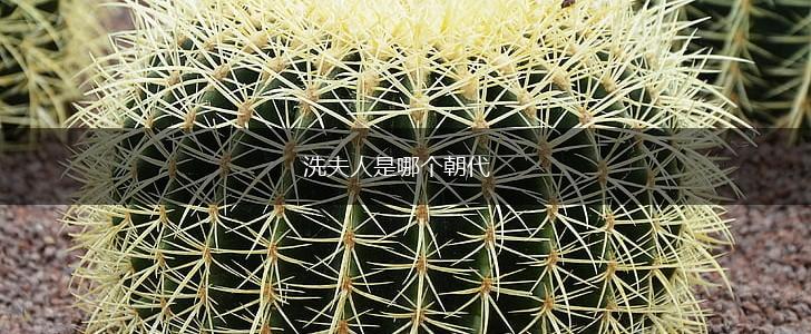 洗夫人是哪个朝代,第1张