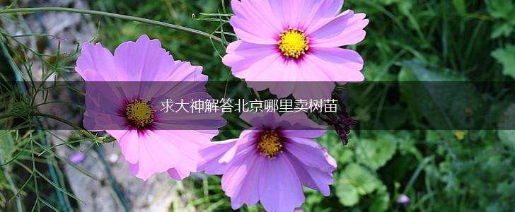 求大神解答北京哪里卖树苗,第1张