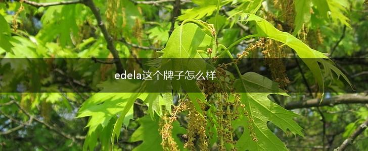 edela这个牌子怎么样,第1张