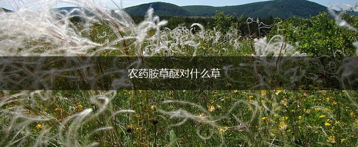 农药胺草醚对什么草,第1张