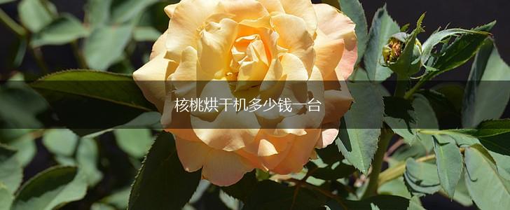 核桃烘干机多少钱一台,第1张