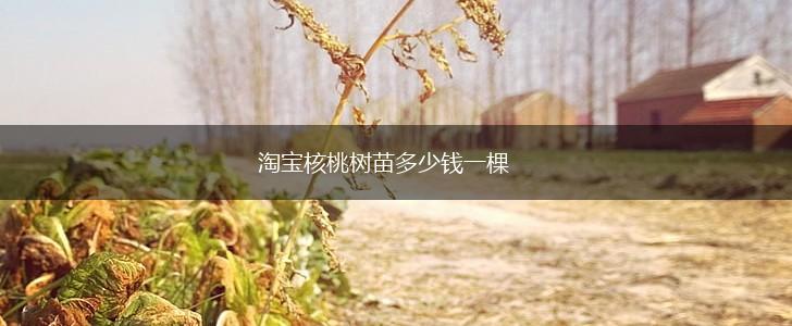 淘宝核桃树苗多少钱一棵,第1张