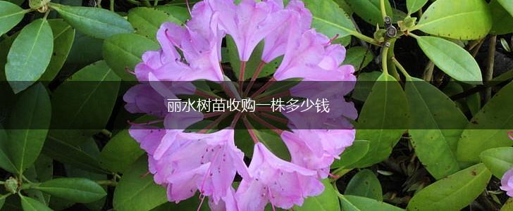 丽水树苗收购一株多少钱,第1张