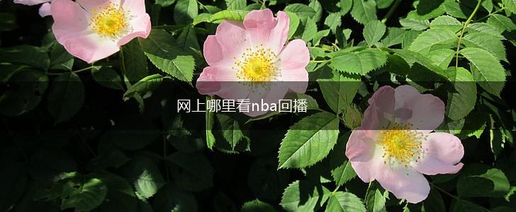 网上哪里看nba回播,第1张