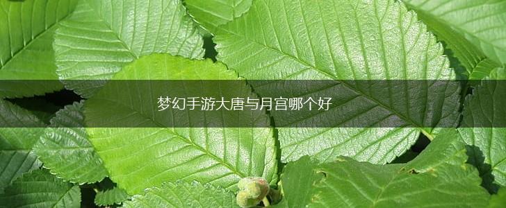 梦幻手游大唐与月宫哪个好,第1张