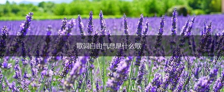 歌词自由气息是什么歌,第1张