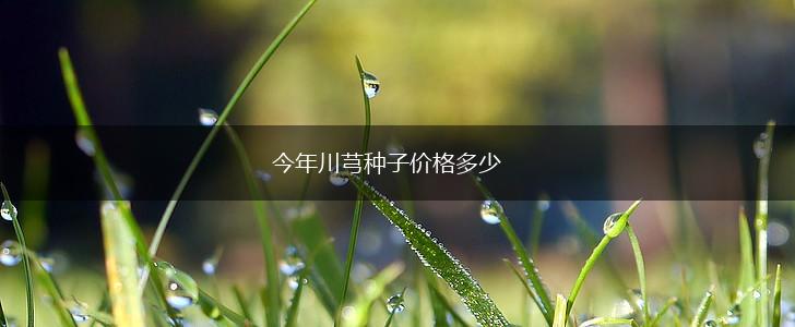 今年川芎种子价格多少,第1张