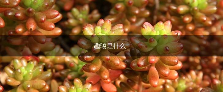 趣骏是什么,第1张