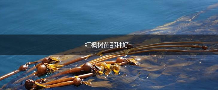 红枫树苗那种好,第1张