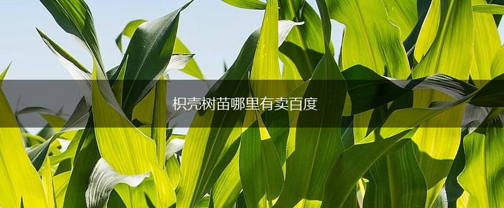枳壳树苗哪里有卖百度,第1张