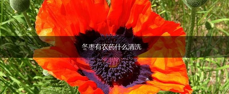 冬枣有农药什么清洗,第1张