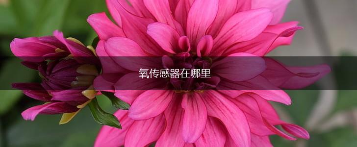 氧传感器在哪里,第1张