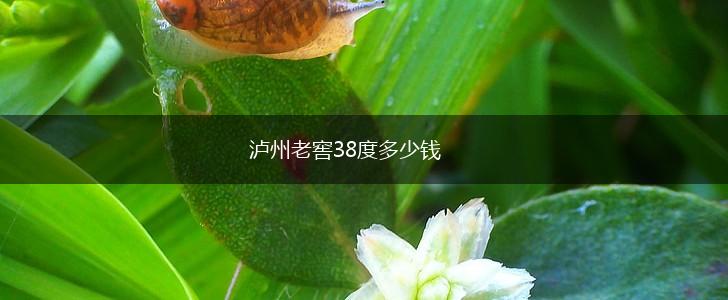 泸州老窖38度多少钱,第1张