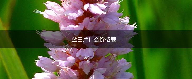 蓝白片什么价格表,第1张